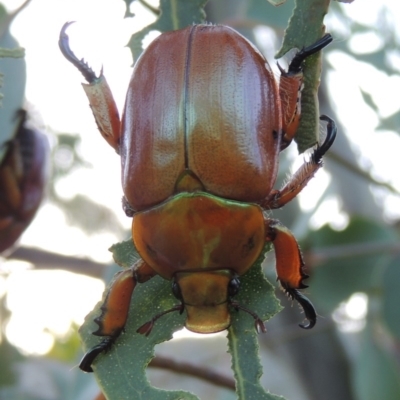 Anoplognathus montanus (Montane Christmas beetle) at Rendezvous Creek, ACT - 31 Dec 2014 by michaelb
