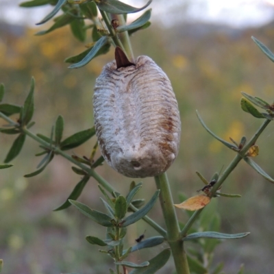 Mantidae - egg case (family) (Egg case of praying mantis) at Paddys River, ACT - 28 Dec 2014 by MichaelBedingfield