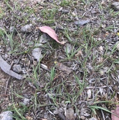 Synemon plana (Golden Sun Moth) at Forde, ACT - 15 Nov 2018 by JasonC