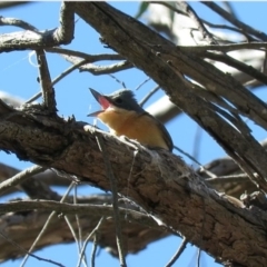 Myiagra rubecula (Leaden Flycatcher) at Carwoola, NSW - 9 Nov 2018 by KumikoCallaway