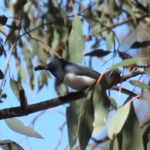 Myiagra rubecula at Carwoola, NSW - 10 Nov 2018