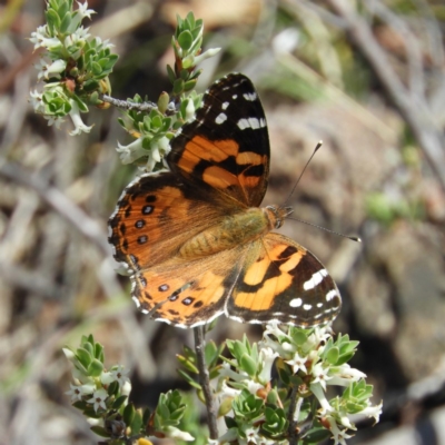 Vanessa kershawi (Australian Painted Lady) at Kambah, ACT - 15 Nov 2018 by MatthewFrawley