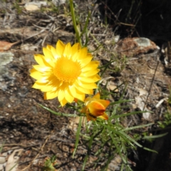 Xerochrysum viscosum (Sticky Everlasting) at Kambah, ACT - 15 Nov 2018 by MatthewFrawley