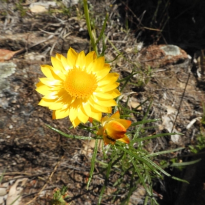 Xerochrysum viscosum (Sticky Everlasting) at Mount Taylor - 15 Nov 2018 by MatthewFrawley