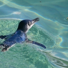 Eudyptula minor (Little Penguin) at Undefined - 13 Apr 2016 by Charles Dove