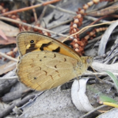 Heteronympha merope (Common Brown Butterfly) at Mount Taylor - 15 Nov 2018 by MatthewFrawley