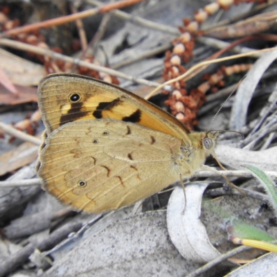 Heteronympha merope (Common Brown Butterfly) at Kambah, ACT - 15 Nov 2018 by MatthewFrawley