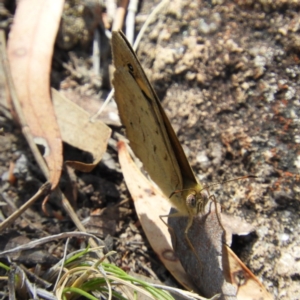 Heteronympha merope at Kambah, ACT - 15 Nov 2018