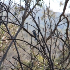 Todiramphus sanctus (Sacred Kingfisher) at Mount Majura - 14 Nov 2018 by petersan