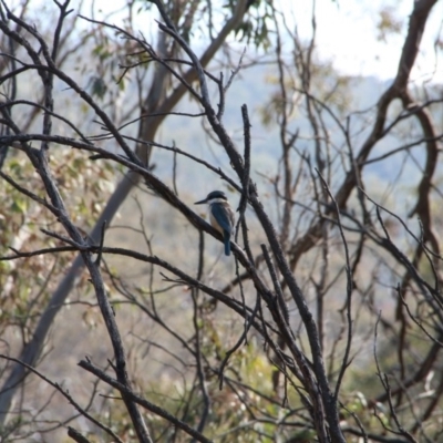 Todiramphus sanctus (Sacred Kingfisher) at Mount Majura - 14 Nov 2018 by petersan
