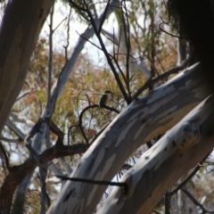 Todiramphus sanctus (Sacred Kingfisher) at Hackett, ACT - 14 Nov 2018 by petersan