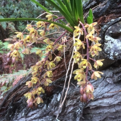 Cymbidium suave (Snake Orchid) at Murramarang National Park - 14 Nov 2018 by Jillg