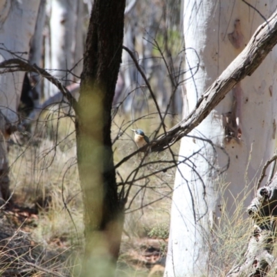 Todiramphus sanctus (Sacred Kingfisher) at Mount Majura - 14 Nov 2018 by petersan