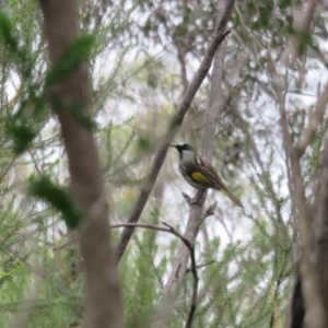 Phylidonyris niger at Morton National Park - 3 Apr 2018 12:06 PM