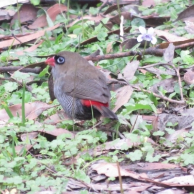 Stagonopleura bella (Beautiful Firetail) at Morton National Park - 3 Apr 2018 by Jillg