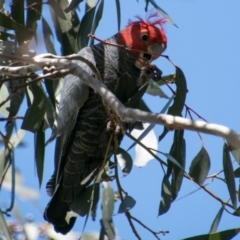 Callocephalon fimbriatum (Gang-gang Cockatoo) at Tharwa, ACT - 31 Oct 2018 by SWishart