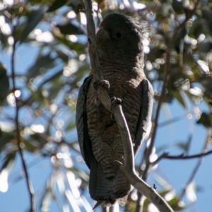 Callocephalon fimbriatum at Tharwa, ACT - suppressed