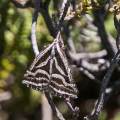 Dichromodes confluaria (Ceremonial Heath Moth) at Tharwa, ACT - 31 Oct 2018 by SWishart