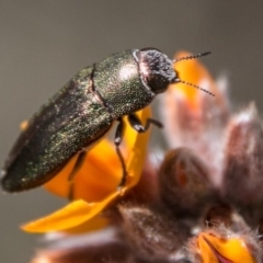 Melobasis propinqua (Propinqua jewel beetle) at Tharwa, ACT - 31 Oct 2018 by SWishart