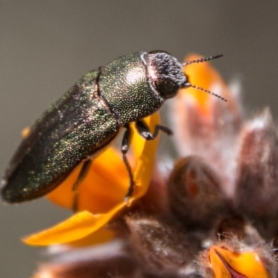 Melobasis propinqua (Propinqua jewel beetle) at Tharwa, ACT - 31 Oct 2018 by SWishart