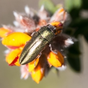 Melobasis propinqua at Tharwa, ACT - 31 Oct 2018 02:27 PM