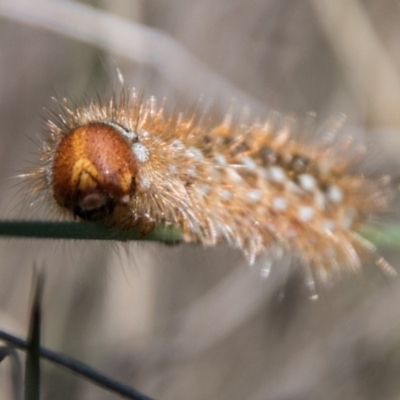 Uraba lugens (Gumleaf Skeletonizer) at Tharwa, ACT - 31 Oct 2018 by SWishart