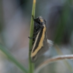 Philobota ellenella (a Concealer Moth) at Tharwa, ACT - 31 Oct 2018 by SWishart