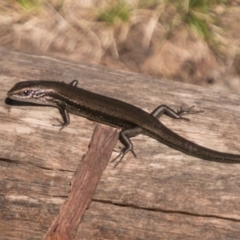 Pseudemoia entrecasteauxii (Woodland Tussock-skink) at Booth, ACT - 31 Oct 2018 by SWishart