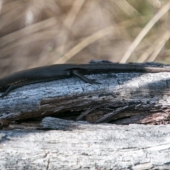 Pseudemoia entrecasteauxii at Booth, ACT - 31 Oct 2018 03:27 PM