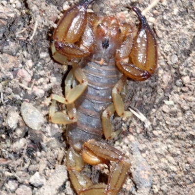 Urodacus manicatus (Black Rock Scorpion) at Farrer, ACT - 15 Nov 2018 by jb2602