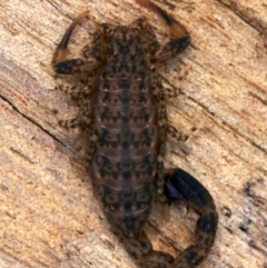 Lychas marmoreus (Little Marbled Scorpion) at Farrer, ACT - 15 Nov 2018 by jbromilow50