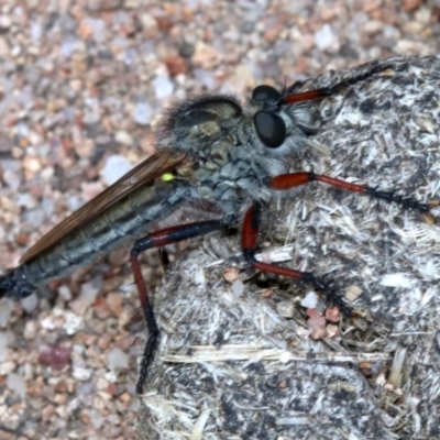 Asiola fasciata (A robber fly) at Farrer Ridge - 15 Nov 2018 by jbromilow50