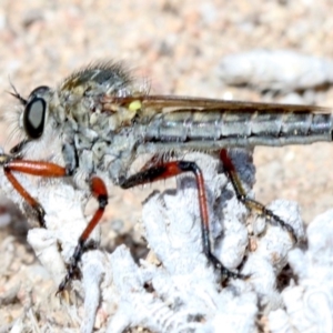 Asiola fasciata at Farrer, ACT - 15 Nov 2018