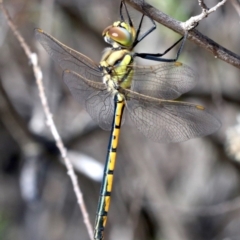 Hemicordulia tau (Tau Emerald) at Farrer Ridge - 14 Nov 2018 by jbromilow50