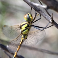 Hemicordulia tau at Farrer, ACT - 15 Nov 2018 10:31 AM