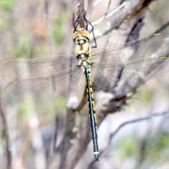 Hemicordulia tau at Farrer, ACT - 15 Nov 2018 10:31 AM