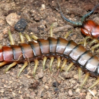 Cormocephalus aurantiipes (Orange-legged Centipede) at Farrer Ridge - 15 Nov 2018 by jb2602