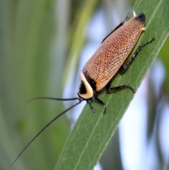 Ellipsidion australe (Austral Ellipsidion cockroach) at Ainslie, ACT - 14 Nov 2018 by jb2602