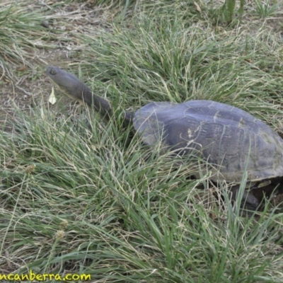 Chelodina longicollis (Eastern Long-necked Turtle) at Curtin, ACT - 14 Nov 2018 by BIrdsinCanberra