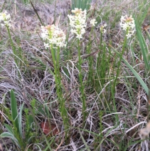 Stackhousia monogyna at Delegate, NSW - 14 Nov 2018 05:31 PM