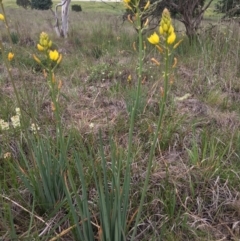 Bulbine bulbosa (Golden Lily, Bulbine Lily) at Delegate, NSW - 14 Nov 2018 by BlackFlat