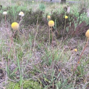 Craspedia variabilis at Delegate, NSW - suppressed