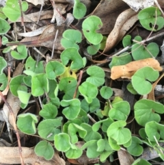 Dichondra repens (Kidney Weed) at Corrowong, NSW - 15 Nov 2018 by BlackFlat