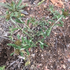 Euchiton sphaericus (star cudweed) at Corrowong, NSW - 15 Nov 2018 by BlackFlat