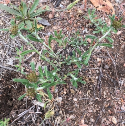 Euchiton sphaericus (star cudweed) at Corrowong, NSW - 15 Nov 2018 by BlackFlat