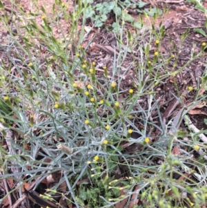 Senecio quadridentatus at Corrowong, NSW - 15 Nov 2018