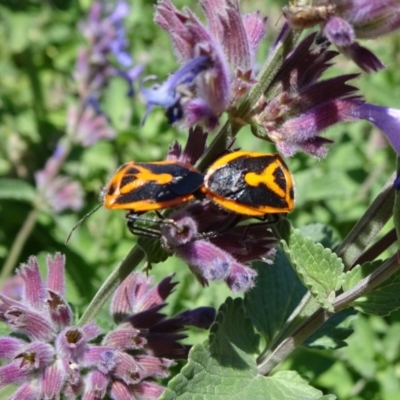 Agonoscelis rutila (Horehound bug) at National Arboretum Forests - 11 Nov 2018 by JanetRussell