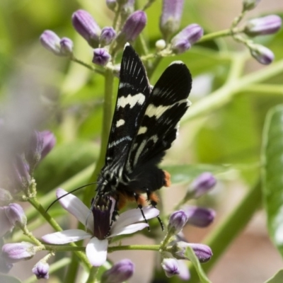 Phalaenoides glycinae (Grapevine Moth) at Michelago, NSW - 9 Nov 2018 by Illilanga