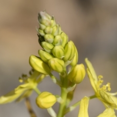 Bulbine glauca at Michelago, NSW - 11 Nov 2018 10:07 AM