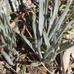 Bulbine glauca at Michelago, NSW - 11 Nov 2018 10:07 AM